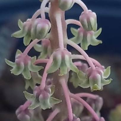 Ledebouria socialis flowers